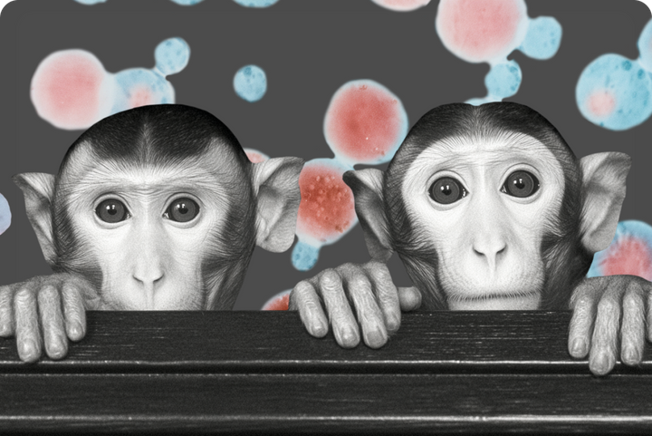 Новый случай оспы обезьян в России, «русский след» в файлах Эпштейна и циничный Цукерберг. Главное за 2 февраля